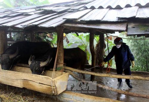 Chủ động phòng chống dịch cúm gia cầm dịp Tết Nguyên đán ảnh 1